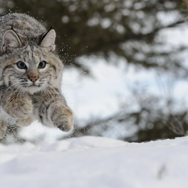 A bobcat bounds through the snow