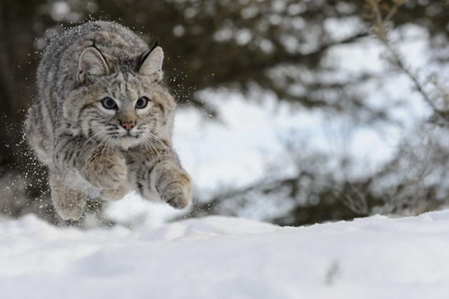 A bobcat pouncing toward the camera in the snow. 