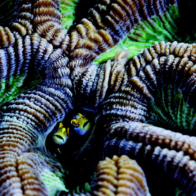 Fish peer out of a coral reef in Aruba.