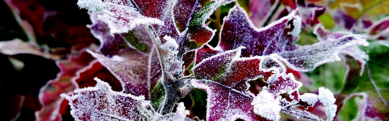 Frosted Red Oak Leaves