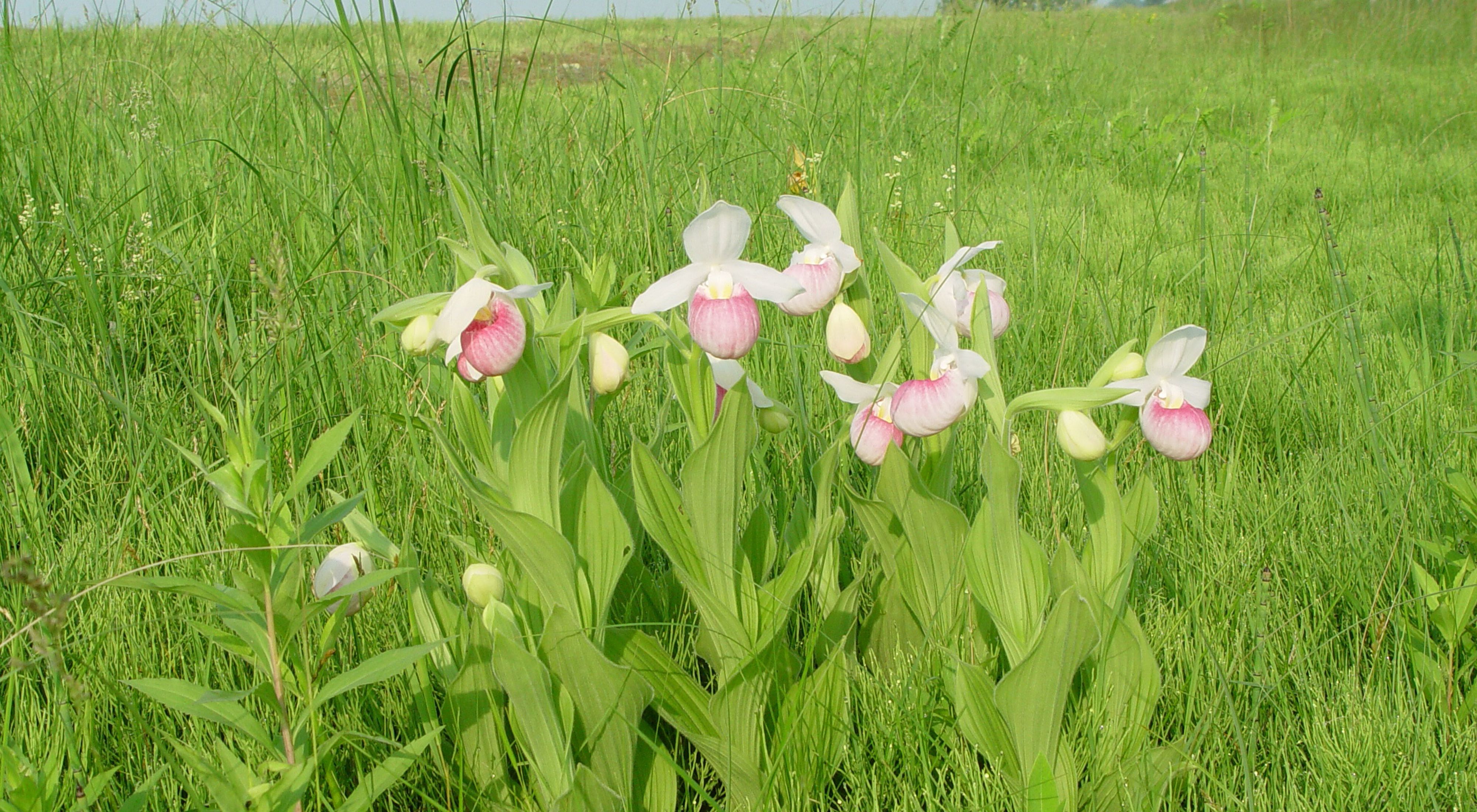 Showy pink lady's slippers in bloom.