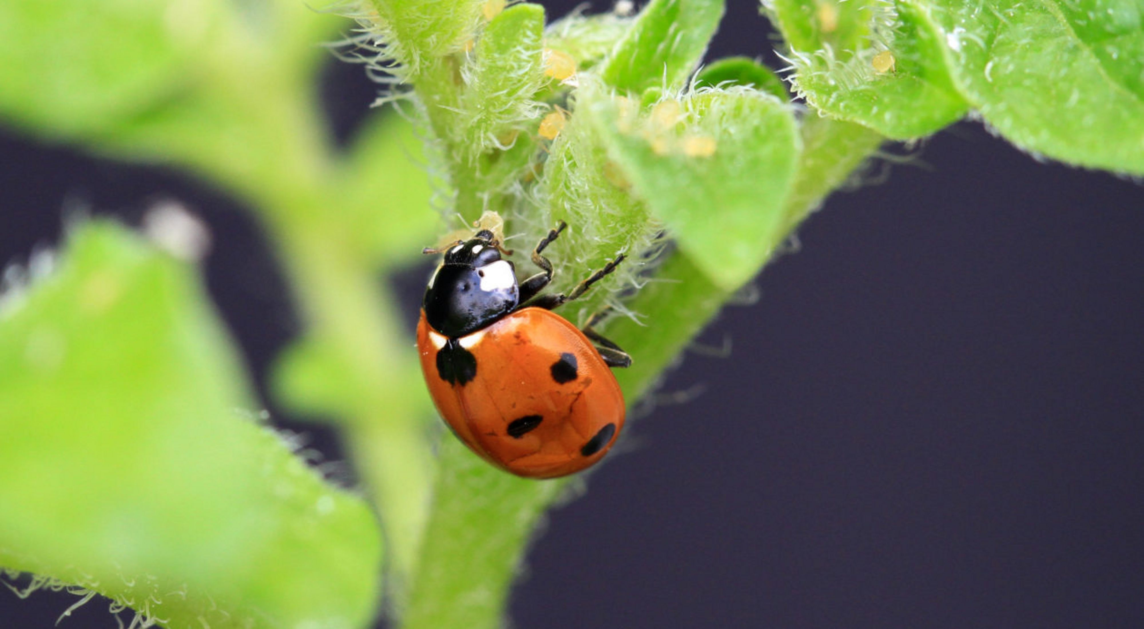 A ladybird predating on aphids on a potato plant.