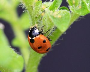 A ladybird predates on aphids on a potato plant.