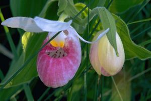 Showy lady's slipper.