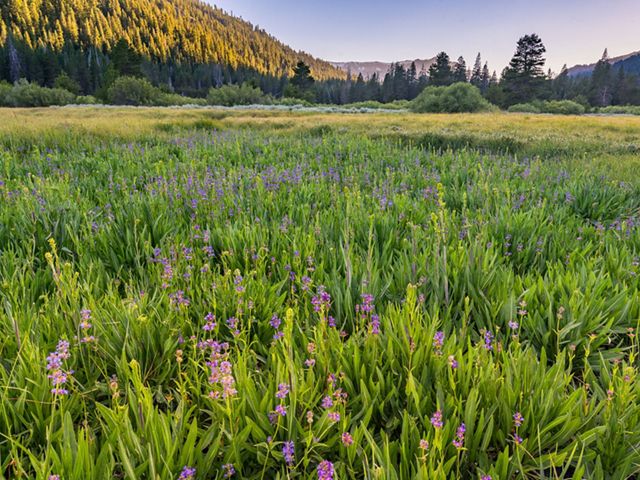 Purple flowers in a grassy valley.