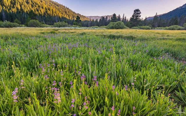 Purple flowers in a grassy valley.