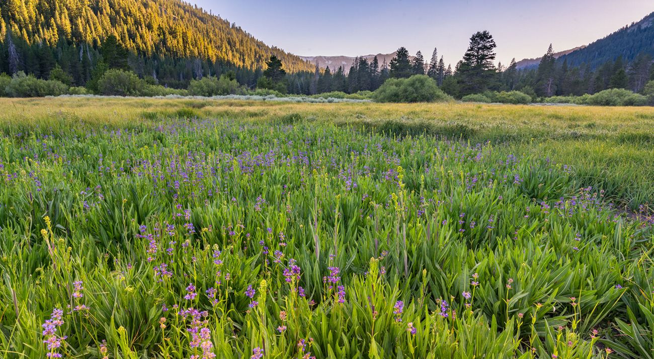 Ground level view of Carpenter Valley Preserve with grasses and purple flowers.
