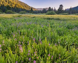 Ground level view of Carpenter Valley Preserve with grasses and purple flowers.
