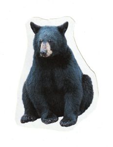 Black Bear