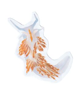 Opalescent Nudibranch