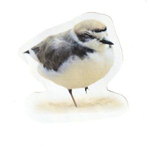 Snowy Plover