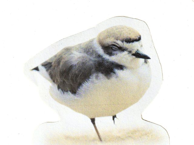 In California, snowy plovers can be found in all seasons. They nest in our state’s sandy beaches. 