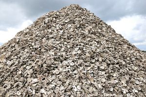 A massive pile of white oyster shells.