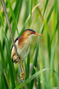 Least bittern in marsh vegetation.