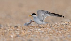 Adults least tern shelters their chick.
