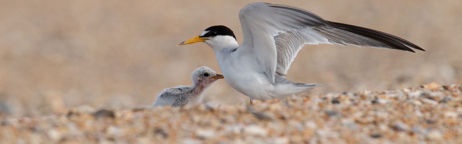 An adult least tern with raised wings shelters a chick on sand.