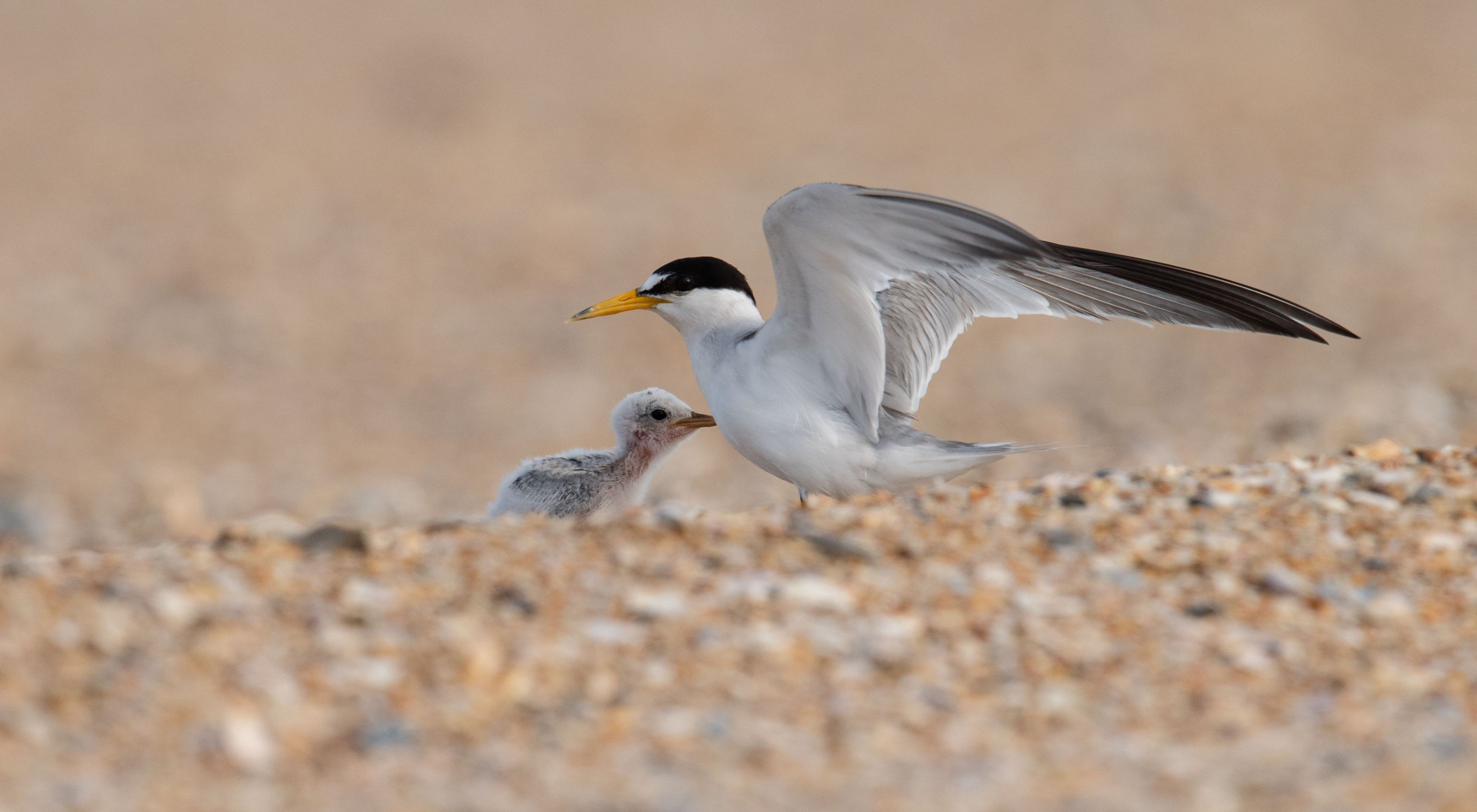 A least tern with a chick on the beach.