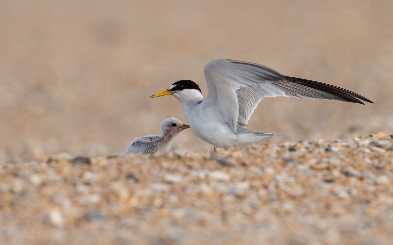 An adult least tern is standing on the beach with its chick.
