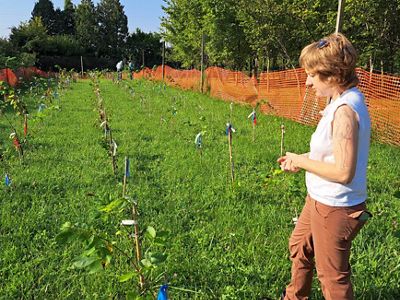 USDA Forest Service researcher Leila Pinchot checks a plot of young American elms that are being bred for resistance to Dutch elm disease at the Northern Research Station in Delaware, Ohio.