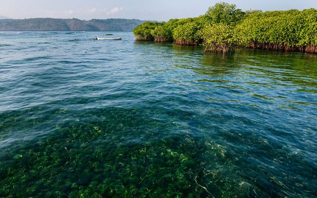 Mangroves on Lembongan Island, approximately 30 miles from Bali. 