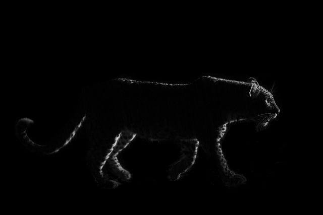a profile of leopard walking at night