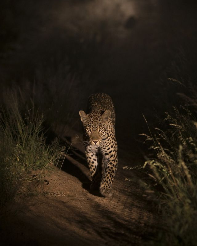 a lone leopard walks on a path toward the camera with dust in the background