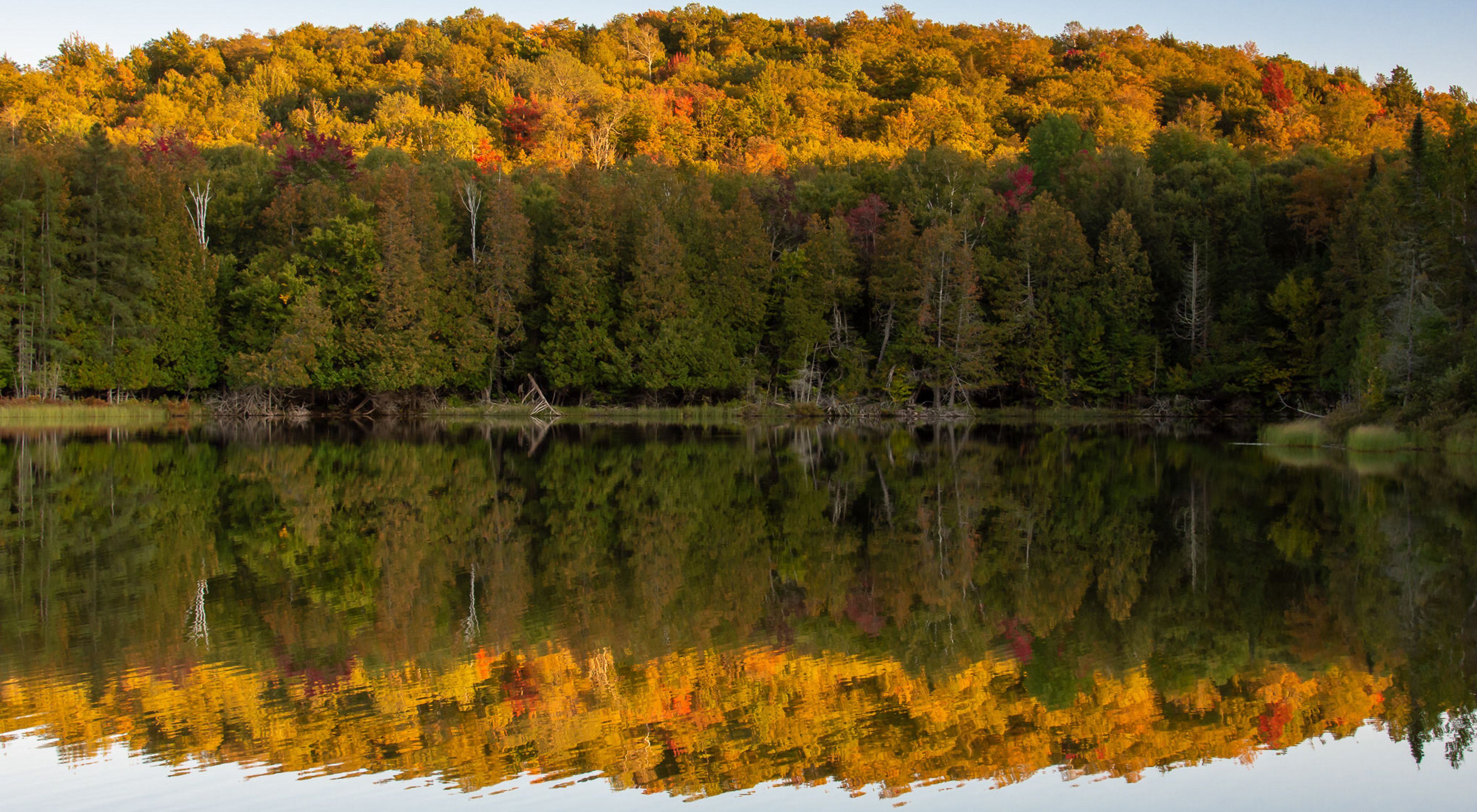 A forest of trees in full fall color are reflected like a mirror in a lake in the foreground.