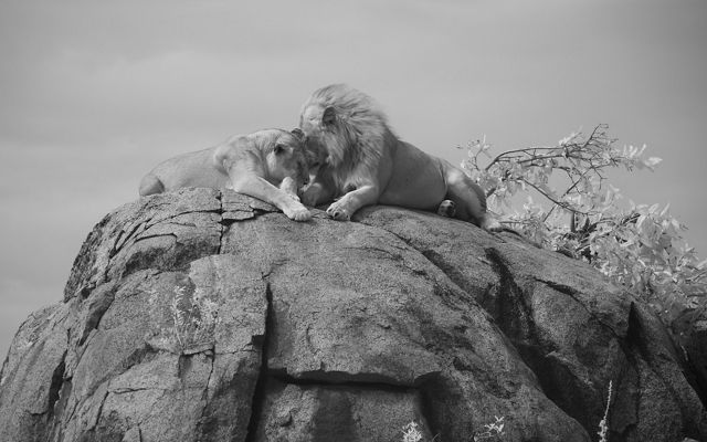 two lions sit atop a rock nuzzling each other