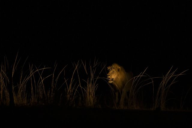 a lion stands among grasses at night