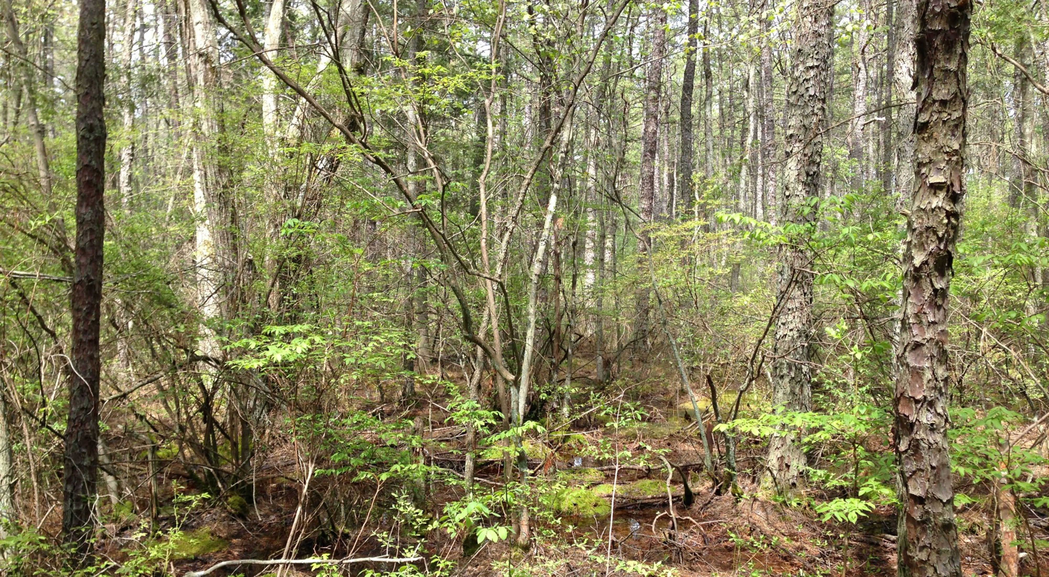 Trees with grey bark and bright green trees are part of a swampy forest.