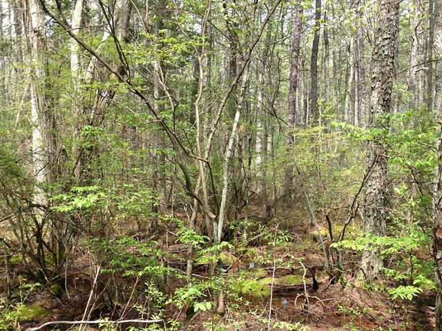 Lizard Tail Swamp Preserve