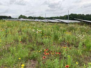 Solar panels in a grassy field with wildflowers in the foreground.