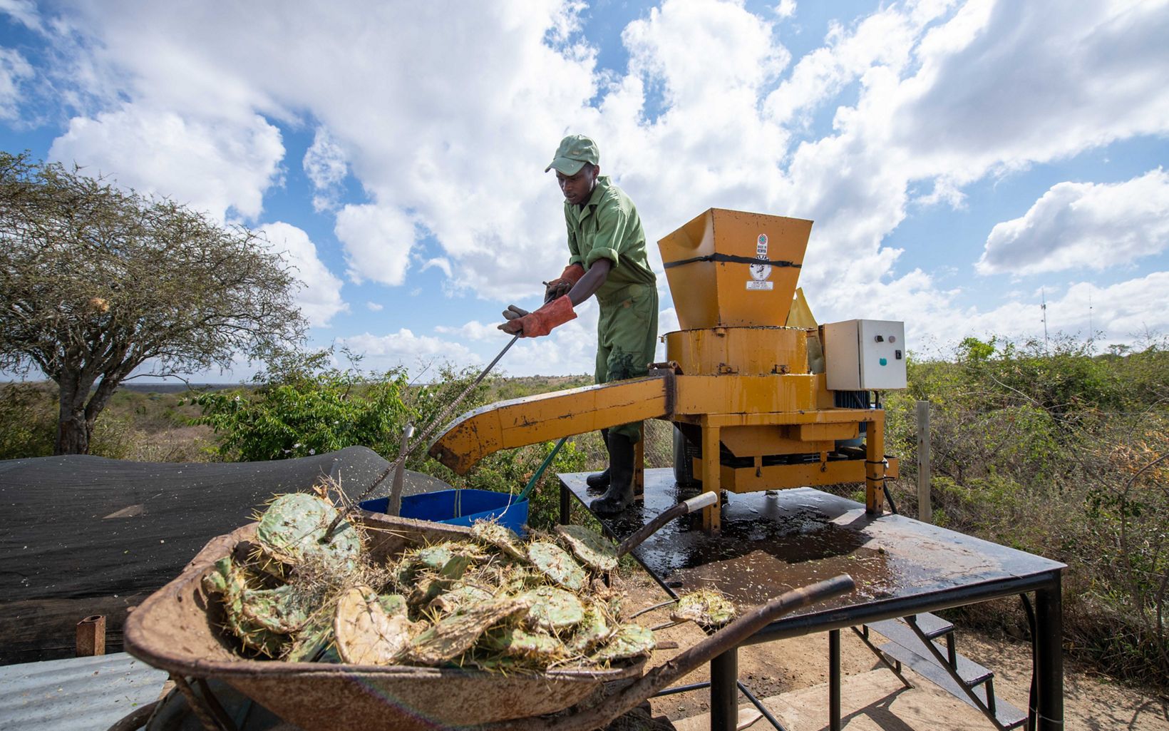 Plant Fuel Peter Eloto puts uprooted cactuses into a biodigester, which turns them into cooking gas. When the opuntia is fully eradicated, it can be used with any other biological waste. © Roshni Lodhia