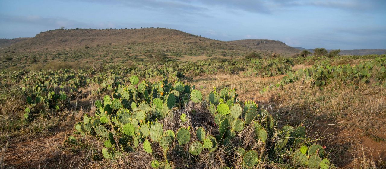 cactus in an open landscape 