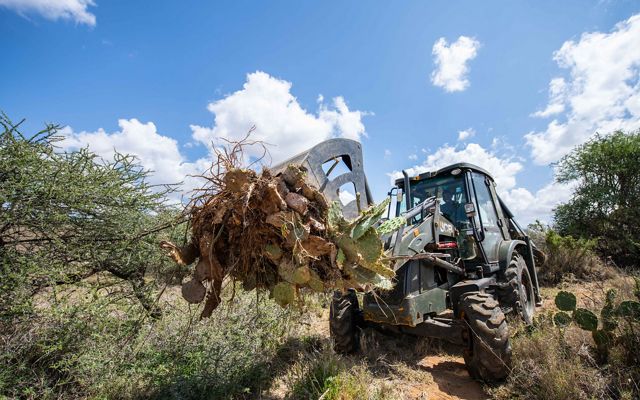 One of the more successful methods of eradicating the invasive cactuses is by uprooting the plant with a bulldozer. 

