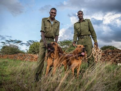 rangers with bloodhounds