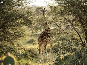 A reticulated giraffe walks between patches of invasive Engelmann prickly pear at Loisaba Conservancy, Kenya.