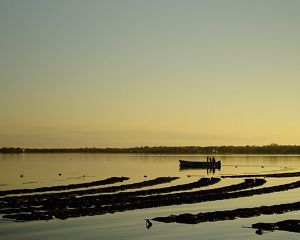 View looking across a wide, flat body of water with rows of oyster beds showing through the surface.