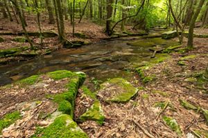 A creek meanders through a landscape of moss and rocks.