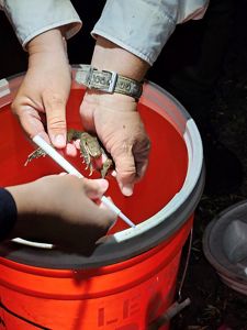 A person holds a small frog over an orange bucket while another person measures the frog.