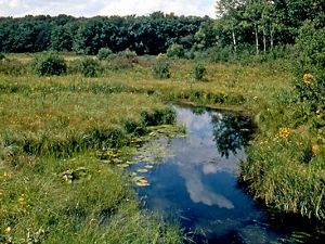 Bogs and fens  Wisconsin Wetlands Association