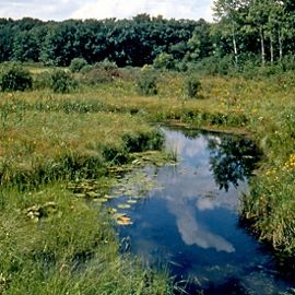 A blue stream runs through a green wetland flanked by trees. 