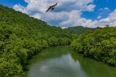 two birds flying above a river flowing through a dense forest.
