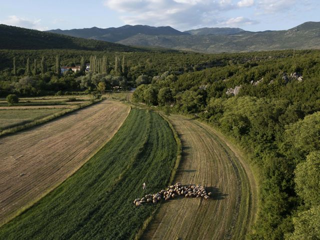 An aerial view of sheep grazing in a field.