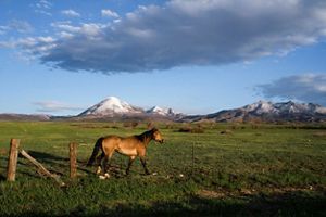 A horse walking on grass at a ranch with mountains in the background.