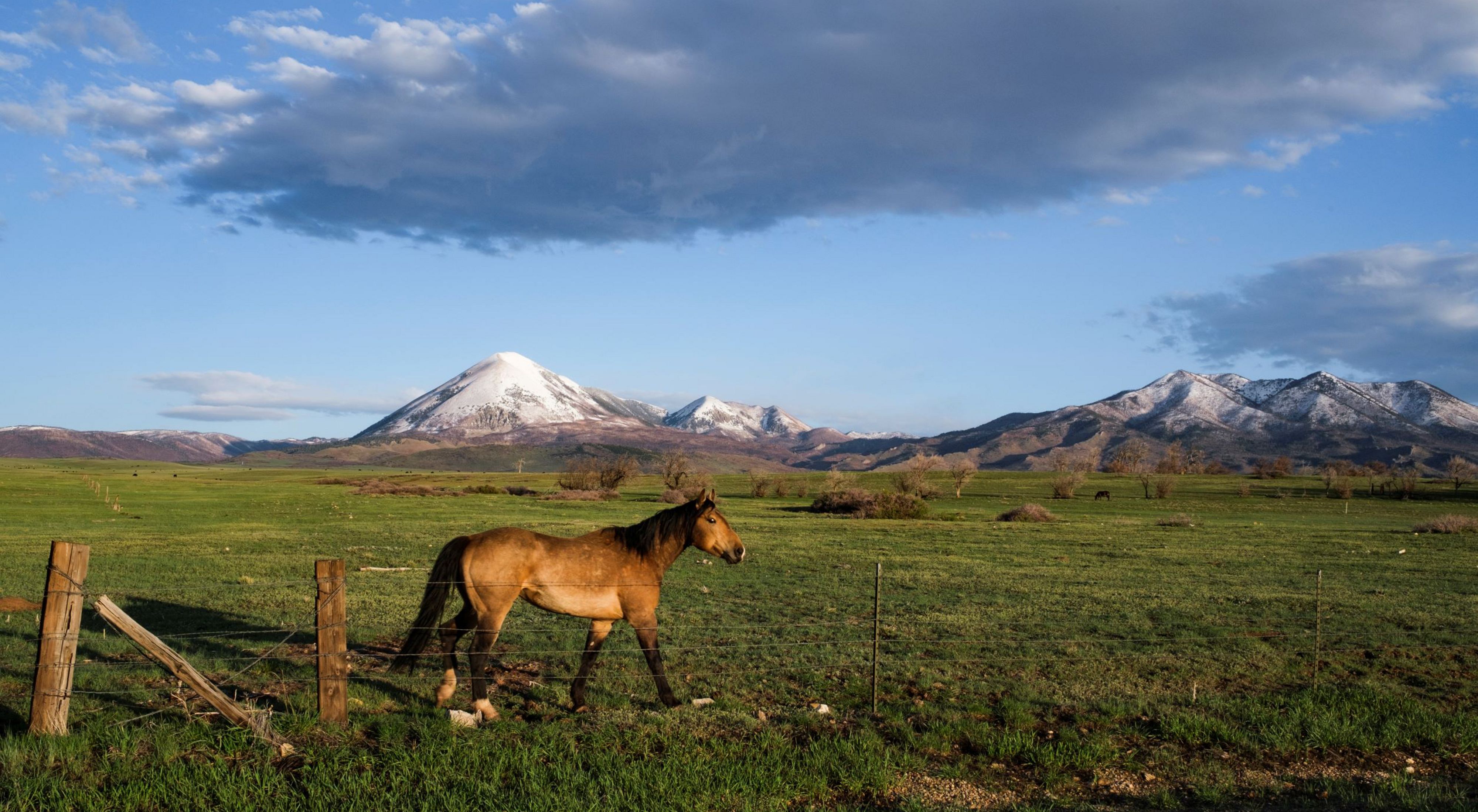 A horse walking on grass with snow capped mountains in the background.