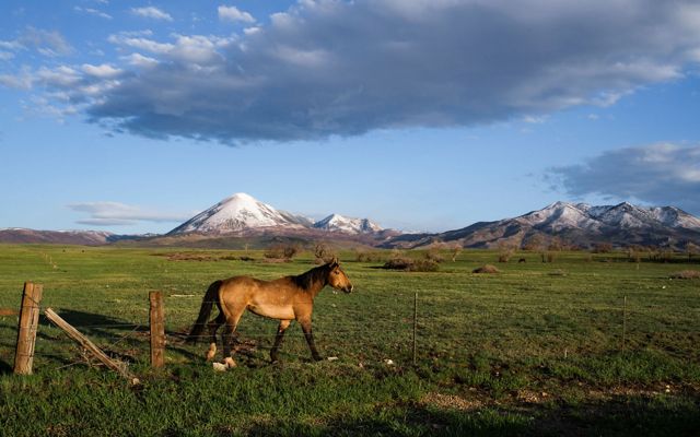 A horse walking on grass with mountains in the distance.