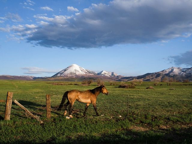 A horse walks along a grass field with mountains in the background.