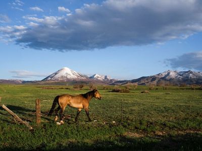 A horse walking in a grassy field, with snow-capped mountains in the background.