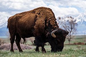 A bison grazing on grass.